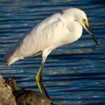 The Snowy Egret is often found in small marshes, as well as along the oceanfront.