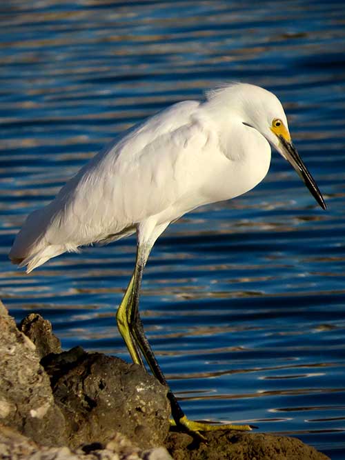 The Snowy Egret is often found in small marshes, as well as along the oceanfront.