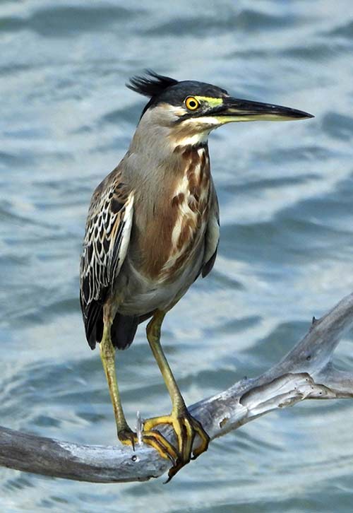 The Striated Heron is a rare South American visitor.