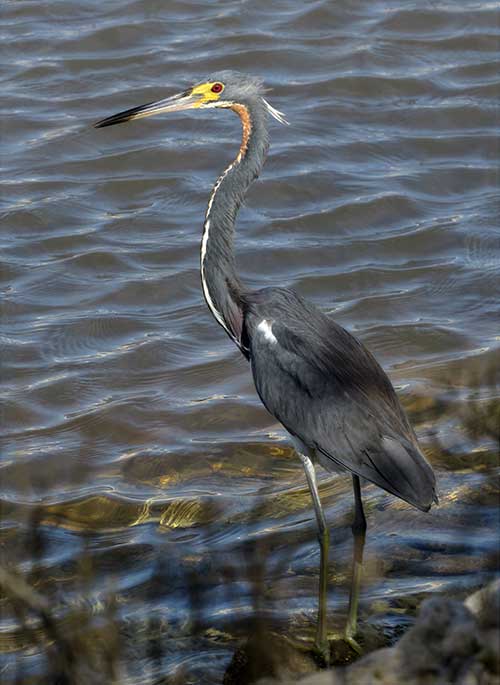 The Tricolored Heron can often be observed in both immature plumage as well ad adult plumage.