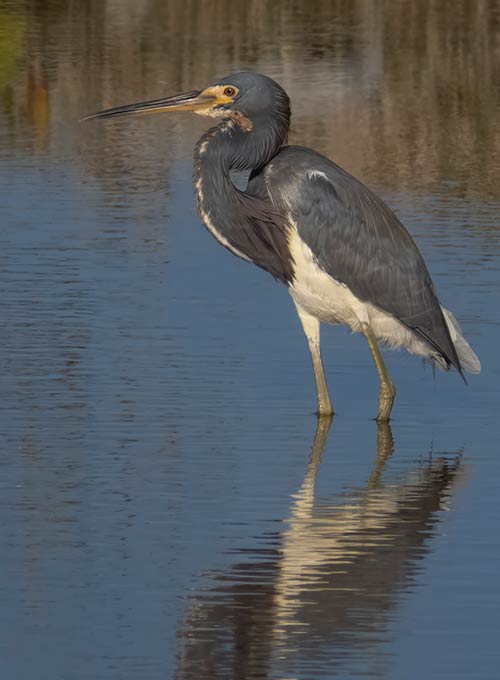 A Tricolored Heron stands quietly in a pond, using stealth to hunt.