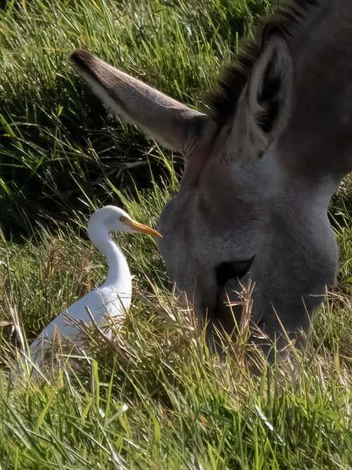 Western Cattle Egrets can often be found in the company of Bonaire's donkeys.