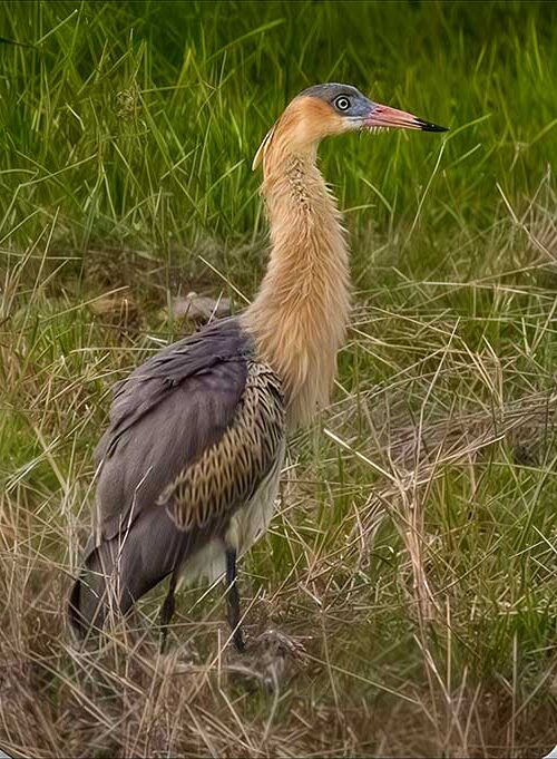 The Whistling Heron is a very rare visitor from South America.
