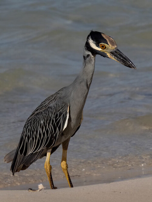 As its name implies, the Yellow-crowned Night Heron forages mainly at night, but it can be seen in the early morning or later afternoon as well.