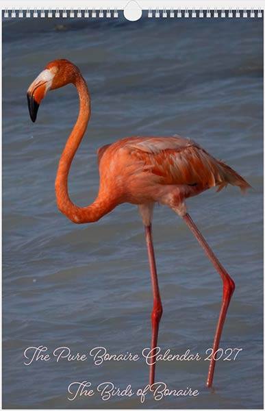 American Flamingo