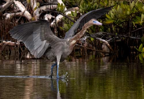 A Reddish Egret exhibits "canopy foraging."