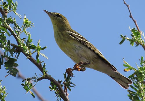 Migratory songbirds, such as this Blackpoll Warbler, will use pockets of forestation along the east coast to rest and refuel during migration.