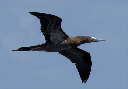 A Brown Booby hunts low over the water along Bonaire's east coast.