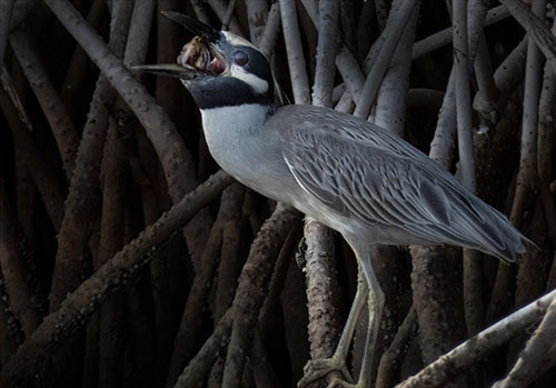The Yellow-crowned Night-Heron is a crab specialist. It finds excellent hunting along Bonaire's eastern coastline.