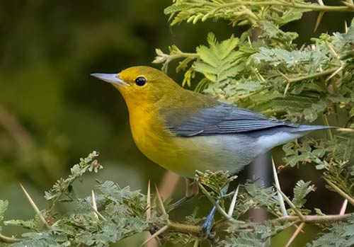 This Prothonotary Warbler was observed at a watering hole in the north's tropical dry forest area.