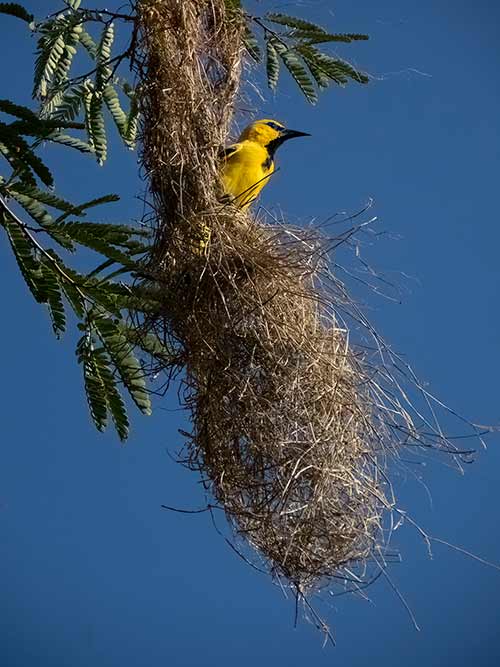 The Yellow Oriole is often observed in the tropical dry forest of Bonaire's northern section. Here, it is building a woven nest in advance of the breeding season.