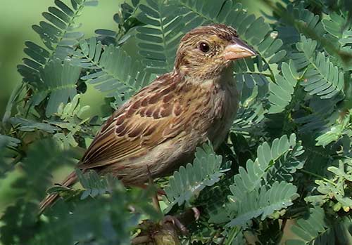 The endemic subspecies of the Grasshopper Sparrow can be observed in Bonaire's central grasslands.