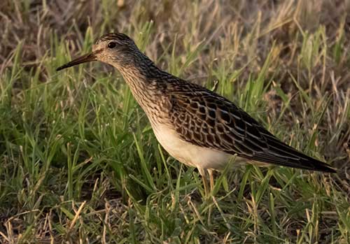 Although the Pectoral Sandpiper can be observed in marine environments, it appears to have a preference for marshy grass areas.