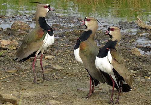 The Southern Lapwing is a resident, breeding bird with a preference for fresh-water habitats.