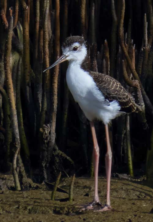 Lac Bay is one of the nesting areas of the Black-necked Stilt. Here, a juvenile takes a tentative step out of the mangrove roots which provide it cover.