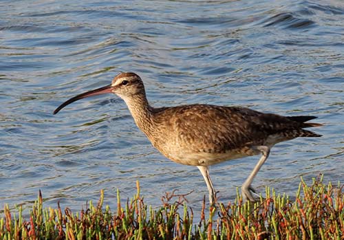 The Hudsonian Whimbrel is often observed foraging around Lac Bay.