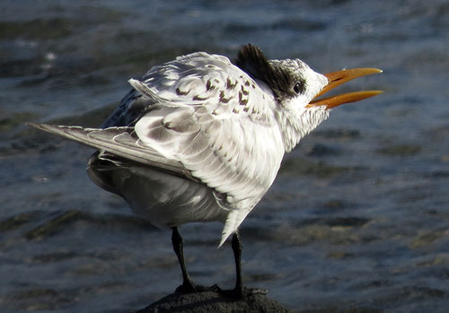 A juvenile Royal Tern assumes a begging posture, which, when combined with a certain call, will prompt its parents to feed it.