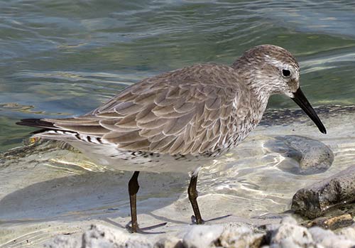 A Red Knot, one of the threatened shorebirds using Bonaire's salt ponds for migration, forages along the coastline.