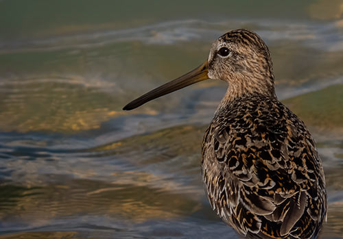 The Short-billed Dowitcher is one of the first birds to arrive on Bonaire in fall migration. Here, it displays remnants of its breeding plumage.