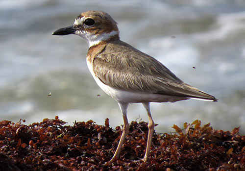 The Wilson's Plover is one of the resident shorebirds one might observe in Bonaire's southern salt ponds.