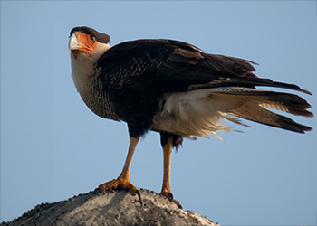Bonaire’s Diverse Habitats and Their Importance