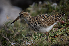 Pectoral Sandpiper
