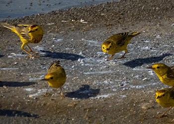 Birding in Northern Bonaire | Best Birdwatching Spots & Birds