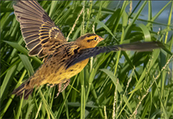 Bobolink